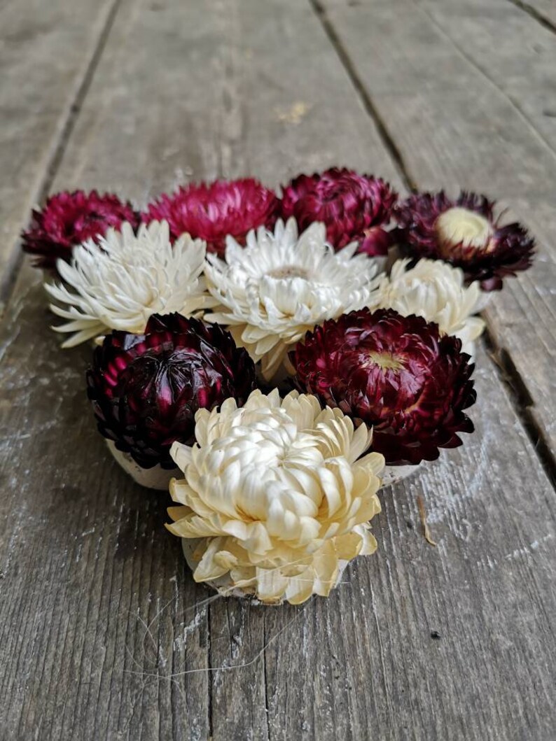 strawflower wedding favor baby shower White-burgundy mix dried flower on top 25 Save the bees Seed Bombs seed favour wildflower seed