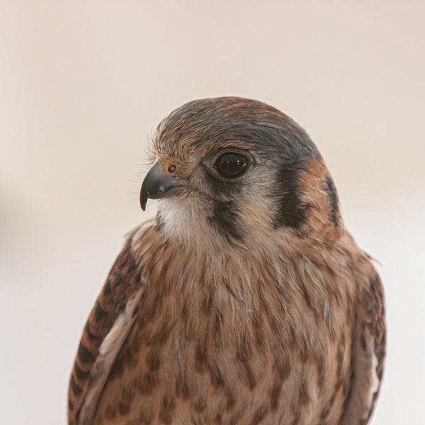 American Kestrel