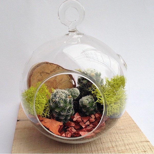 Cactus Terrarium, DIY Terrarium Kit, Fall Terrarium, Plant, Hanging Terrarium, Orange, Desktop terrarium, Southwest