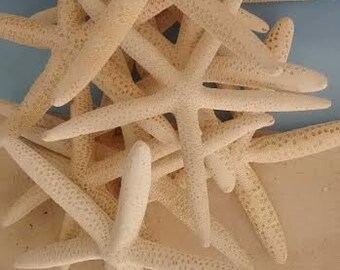 Bulk White Pencil Starfish/Sea Stars   6"-8"  (50-100)