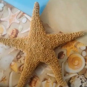 4 Sugar Starfish 810 Beach Wedding And Coastal Home Decorations Bild 2