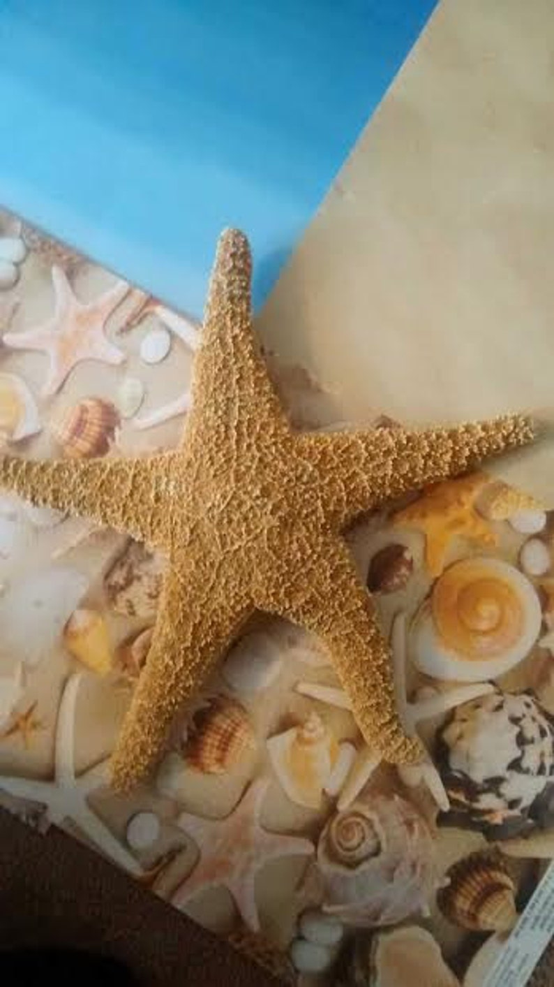 4 Sugar Starfish 810 Beach Wedding And Coastal Home Decorations Bild 2