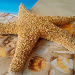 4 Sugar Starfish 810 Beach Wedding And Coastal Home Decorations Bild 1