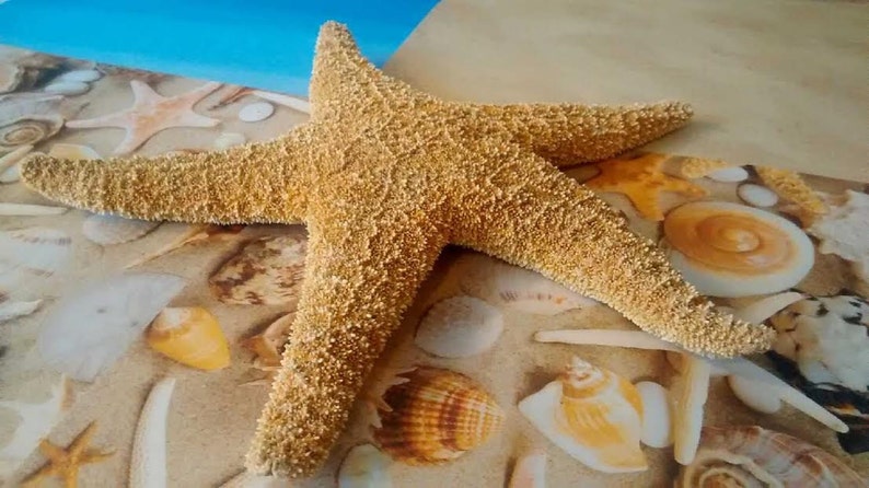 4 Sugar Starfish 810 Beach Wedding And Coastal Home Decorations Bild 1