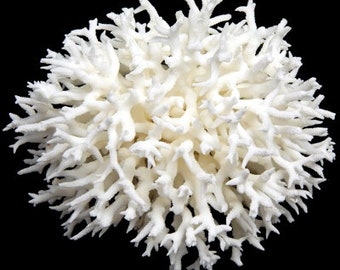 Real Birdnest Coral Reef (3 sizes) - Other names include Seriatopora, Needle, Finger, and Brush Coral