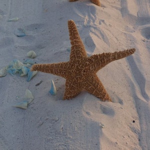 4 Sugar Starfish 810 Beach Wedding And Coastal Home Decorations Bild 4