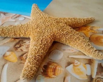May include: A dried, five-pointed starfish with a textured, tan-colored surface. The starfish features a rough, granular exterior and is positioned centrally, displaying its distinct radial symmetry and tapering arms in a natural, preserved state.