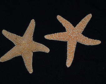 Sugar Starfish 10"-11" (25) - Beach Wedding And Coastal Home Decorations