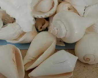 3 Gallon White Seashells Mixed Bulk  (1"-3")