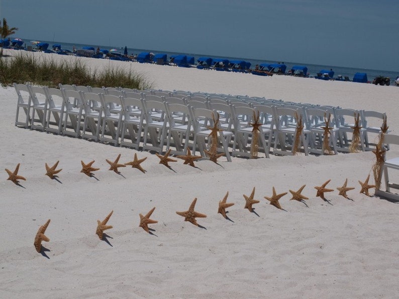 4 Sugar Starfish 810 Beach Wedding And Coastal Home Decorations Bild 5