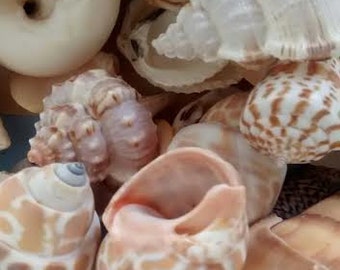 Mixed Seashells Bags of (50-100 Pieces) 1"-3" - Beach Wedding Guest Favors, Crafts, Coastal Home Decorating