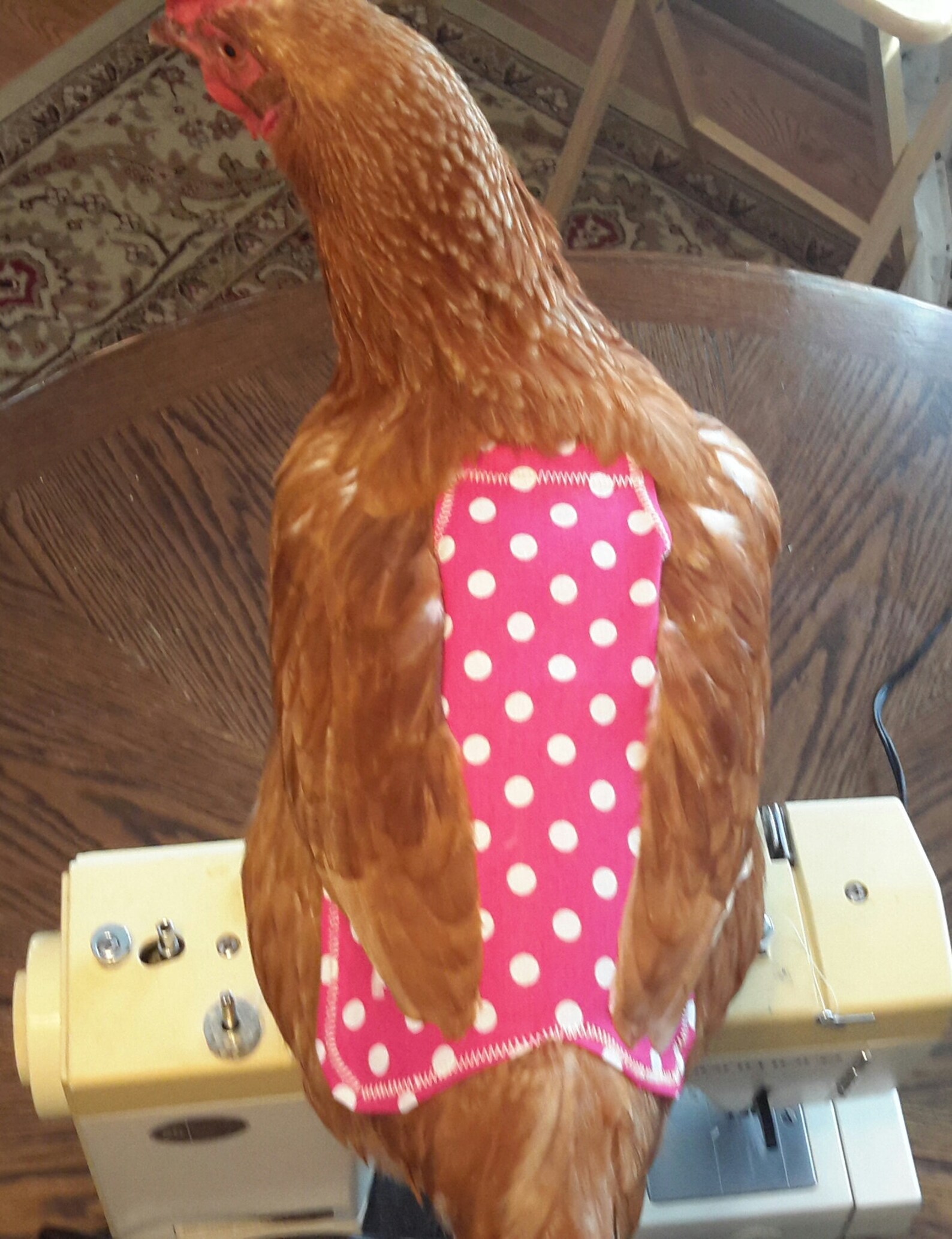 PolkaDot Chicken saddle/ Chicken jackets/ Hen apron/ Hen Etsy