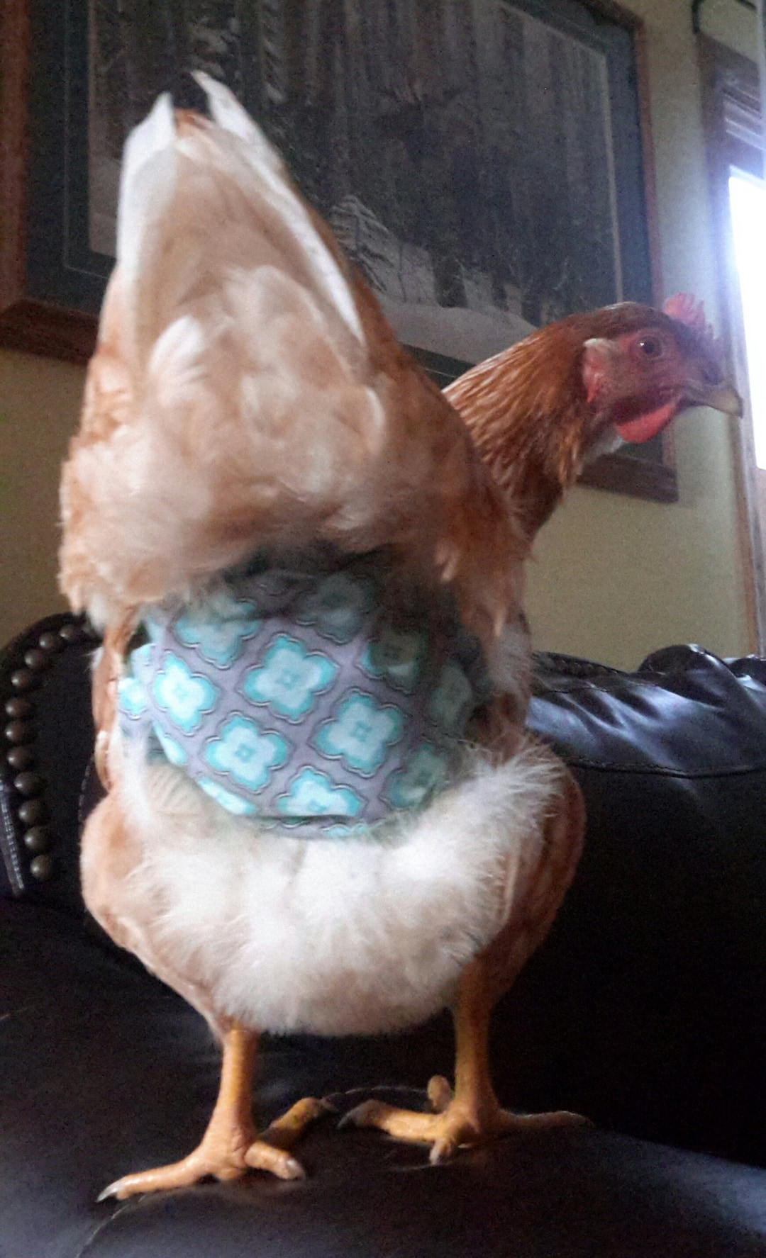 Chicken Diaper/ Hen Diaper/ Rooster Diaper/ Poultry Diaper/standard