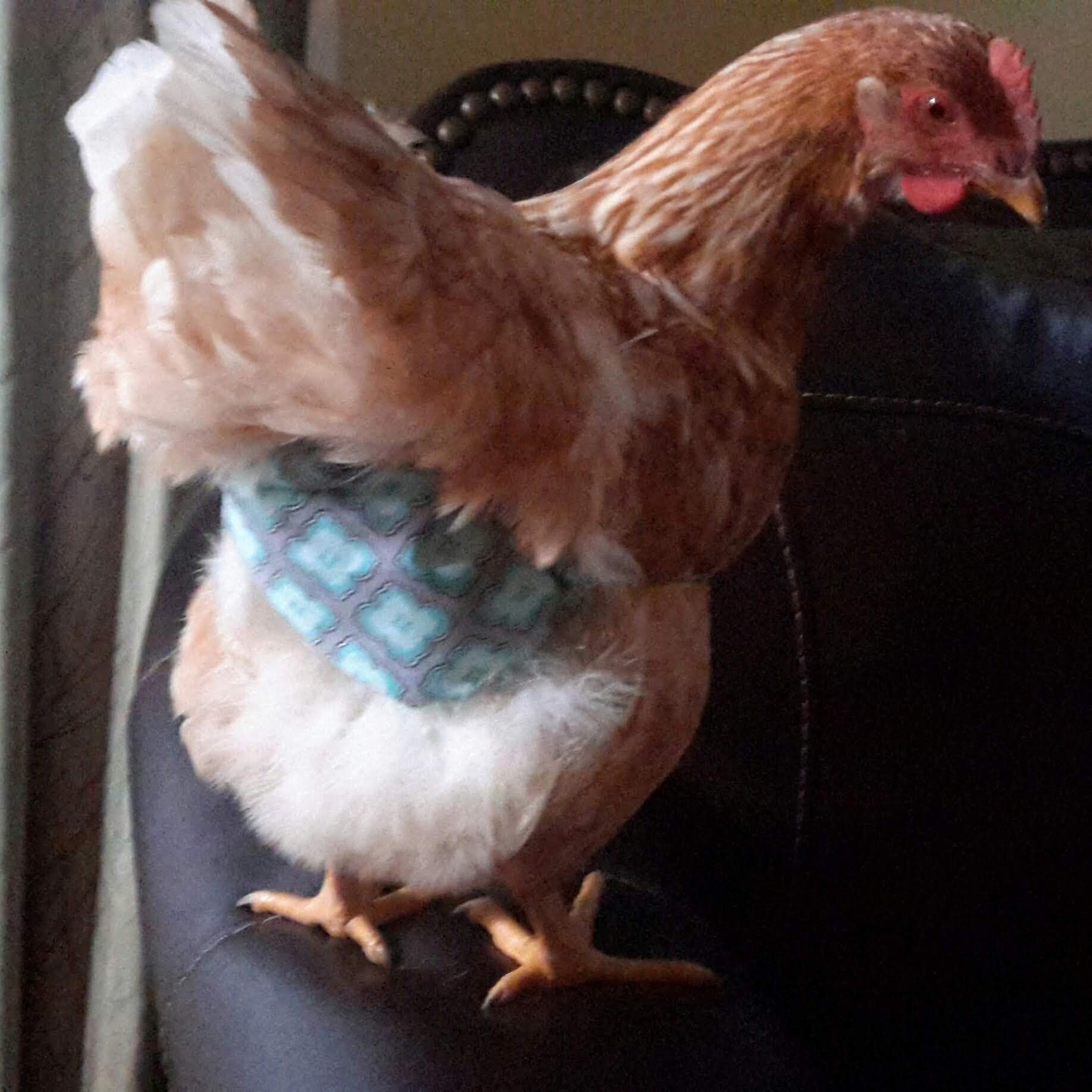 Chicken Diaper/ Hen Diaper/ Rooster Diaper/ Poultry Etsy