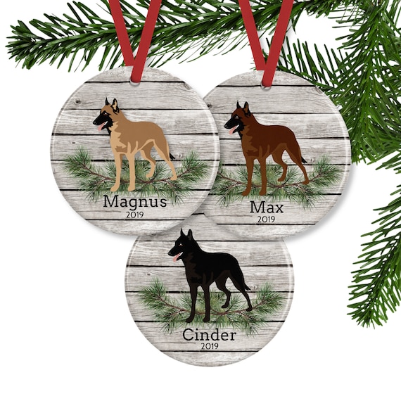 Bicolor malinois 2025