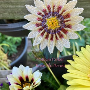 Puede incluir: Primer plano de una flor de cuentas con pétalos blancos, un centro rojo y morado y un centro amarillo. La flor está rodeada de hojas verdes y otras flores.