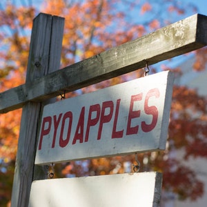 Elija su propio signo de manzanas, Russell Orchards, Newburyport, Ma, decoración de otoño, decoración de la cocina, arte de la cocina, decoración del hogar de la cocina, foto de otoño