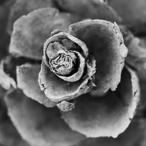 Pine cone in black and white, pinecone, nature art, nature decor, nature decor, pinecone decor, pinecone art, black and white decor