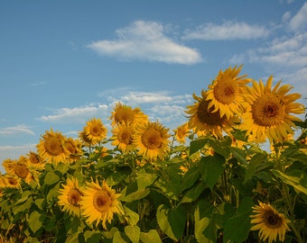 sunflower photo, newbury, sunflower decor, sunflower photo, sunflower photography, sunflower art, flower, flower photo, yellow decor, summer