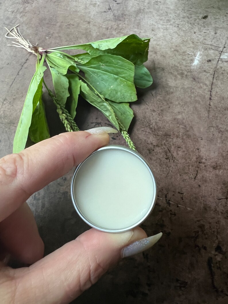 Op de afbeelding: Een klein, rond, zilverkleurig metalen blikje gevuld met een gladde, gebroken witte cr&egrave;me of zalf. Achter het blikje ligt een bosje groene weegbreebladeren met zichtbare nerven en dunne, vezelige wortels aan de basis van de stengels.