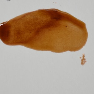 Clear lacquer, 50 grams, top layer, shiny