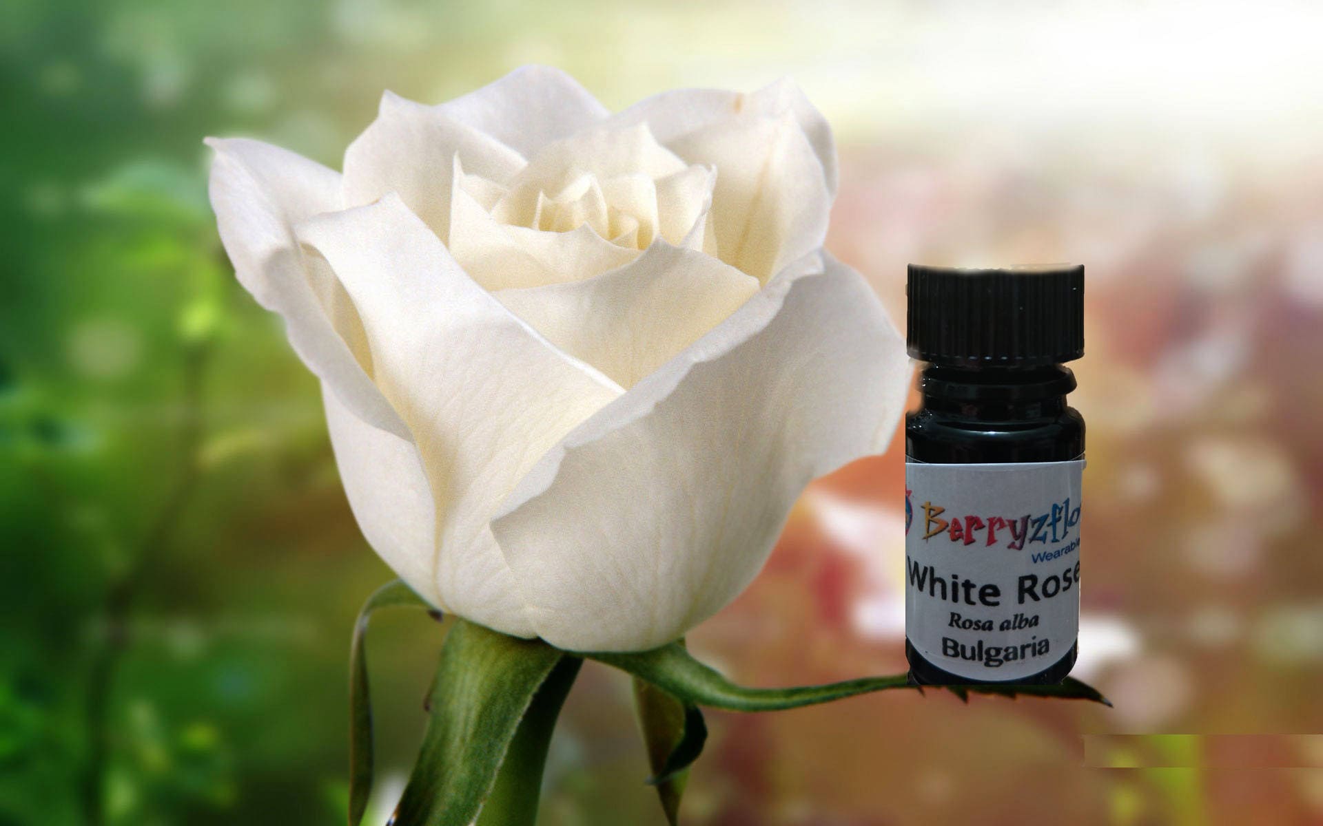 White Rose Oil Etsy