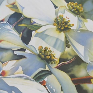 WHITE DOGWOOD &gt; White Dogwood Summer Bloom Print