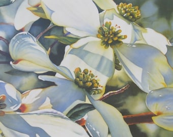 WHITE DOGWOOD > Dogwood Summer Bloom Print