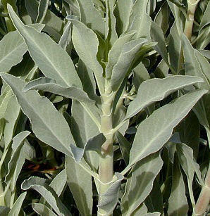 desert sage true white