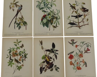 Può includere: Sei stampe botaniche vintage con illustrazioni dettagliate di vari uccelli e piante. Ogni stampa mostra una diversa specie di uccello, con colori vivaci e dettagli intricati dei loro habitat naturali. Le stampe sono su carta invecchiata, aggiungendo al loro fascino antico.