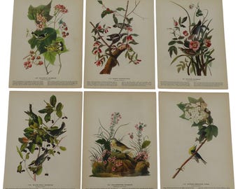 Può includere: Set di sei stampe di uccelli vintage. Ogni stampa presenta un'illustrazione dettagliata di una diversa specie di uccello, accompagnata da elementi botanici come fiori e bacche. Le stampe sono su carta invecchiata, con un'estetica classica.