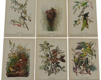 Può includere: Una collezione di sei stampe di uccelli d'epoca. Ogni stampa presenta un'illustrazione dettagliata di una diversa specie di uccello, sullo sfondo di fogliame e piante. Le stampe sono su carta invecchiata, con testo in basso.
