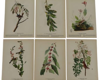 Può includere: Sei stampe di uccelli vintage. Ogni stampa presenta una diversa specie di uccello appollaiata su un ramo o tra il fogliame. Le illustrazioni sono dettagliate con colori vivaci, mostrando gli uccelli e i loro habitat naturali. Le stampe sono su carta invecchiata.