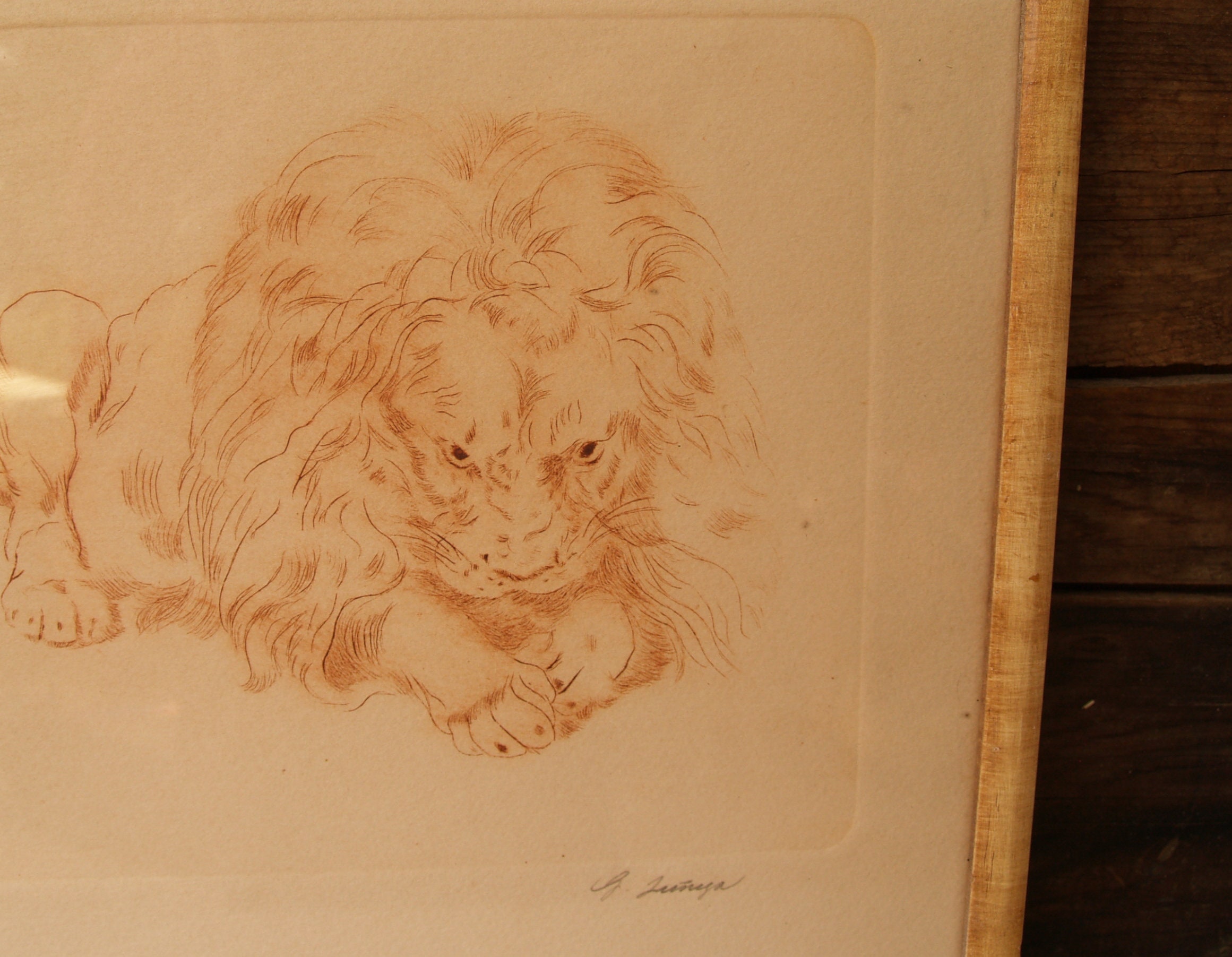Guillermo Zuniga Original Signed Framed Etching of Lion Etsy