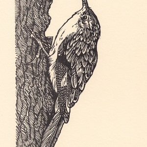 Block Print &quot;Brown Creeper&quot; black ink.