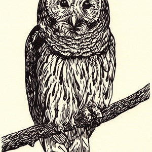 Barred Owl linocut