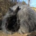 1.1oz Black French Angora Fiber from Elvis for Spinning and Felting