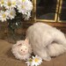 Luxury English Angora / Finn Sheep Lambswool/ Mohair Batt 1.8oz