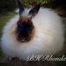 1 oz Sable French Angora from Rhonda for Spinning or Felting Fiber