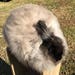 1.2oz Hand Plucked Sable Angora Fiber from California Girl for Spinning or Felting