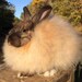 1.3oz Tort Satin/French Hybrid Angora Fiber from Autumn for Spinning or Felting