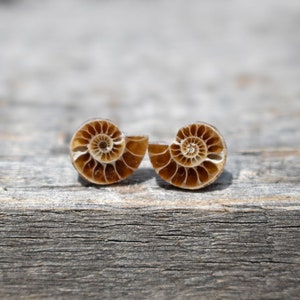 RESTOCKED! Ammonite, Most Loved, Itty Bitty, Sweet Ammonite Slice Stud Earrings; Sterling Silver Studs (25 Precious Pairs to Choose From)