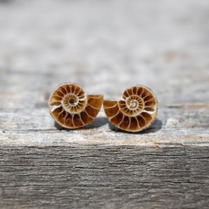 NEW! Ammonite, Most Loved, Itty Bitty, Sweet Ammonite Slice Stud Earrings; Sterling Silver Studs(15 Precious Pairs to Choose From)