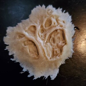 Pu&ograve; includere: Primo piano di un oggetto di forma organica beige chiaro, con una superficie porosa e strutturata. L'oggetto presenta molteplici fori e un bordo sfrangiato, su sfondo scuro. L'aspetto generale suggerisce una forma naturale, possibilmente biologica.