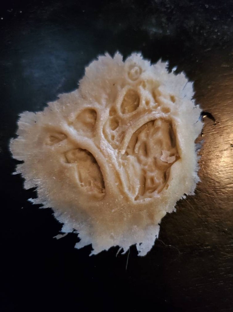 Pu&ograve; includere: Primo piano di un oggetto di forma organica beige chiaro, con una superficie porosa e strutturata. L'oggetto presenta molteplici fori e un bordo sfrangiato, su sfondo scuro. L'aspetto generale suggerisce una forma naturale, possibilmente biologica.
