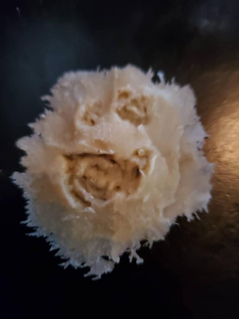 Pu&ograve; includere: Un oggetto rotondo e soffice di colore beige chiaro, con l'aspetto di un volto. L'oggetto ha un'area centrale pi&ugrave; scura con rientranze che assomigliano a occhi e bocca. I bordi sono sfilacciati e lo sfondo &egrave; scuro.