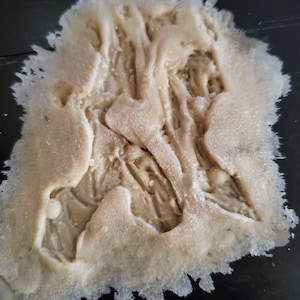 Pu&ograve; includere: Primo piano di un oggetto beige, strutturato, dalla forma irregolare e dal bordo sfilacciato. L'oggetto ha un aspetto organico complesso con molteplici creste e fessure e sembra essere fatto di un materiale poroso.