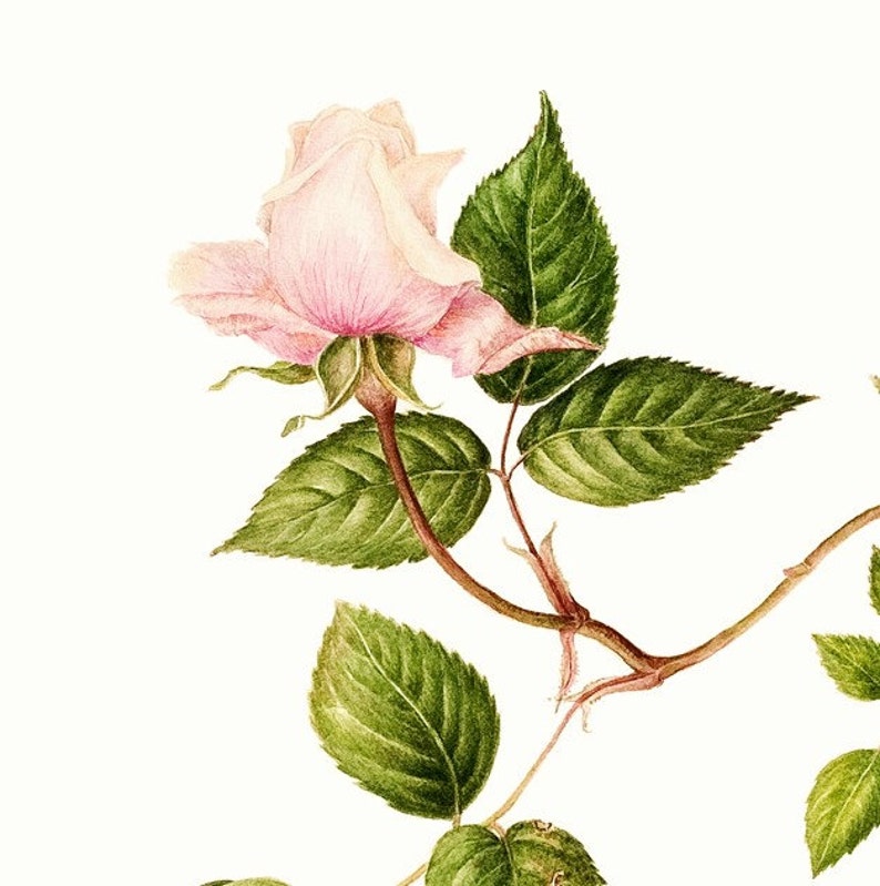 Full colored pencil /& graphite illustration services scientific illustrator available for hire Botanical artist Custom projects welcome.