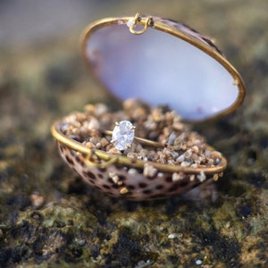 May include: A diamond engagement ring in a seashell ring box. The ring is set in a gold band and the seashell is decorated with brown and white spots.