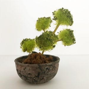 Miniature bonsai, bonsai tree plant , bonsai planter, diorama plants, modern dollhouse, 1:6 scale.
